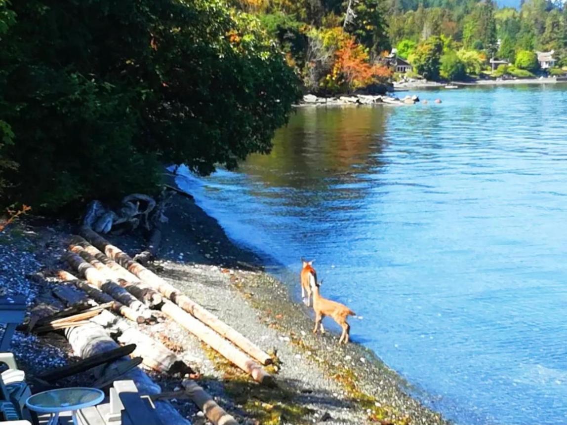 Walkon Waterfront Castle Cove Inn Chemainus Kültér fotó
